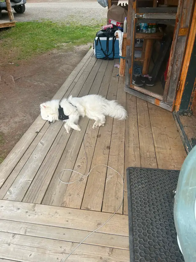 Bear, 1.5 year Samoyed in Dogs & Puppies for Rehoming in Burnaby/New Westminster - Image 5