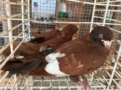 Pigeon fancy, View more