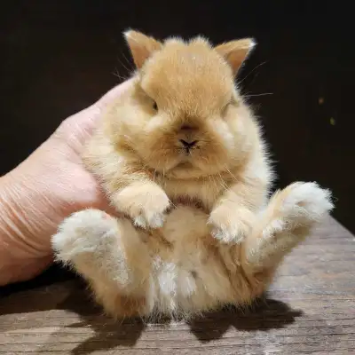 EXTRAORDINARY NETHERLAND DWARF, HOLLAND LOP, MINI REX, LIONHEAD, View more