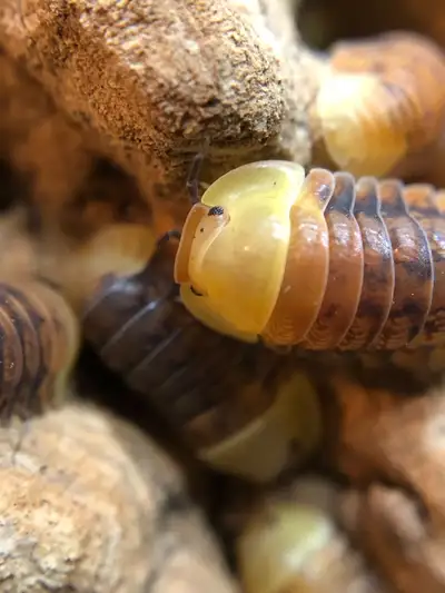 Cubaris sp. 'rubber ducky' (pink), View more