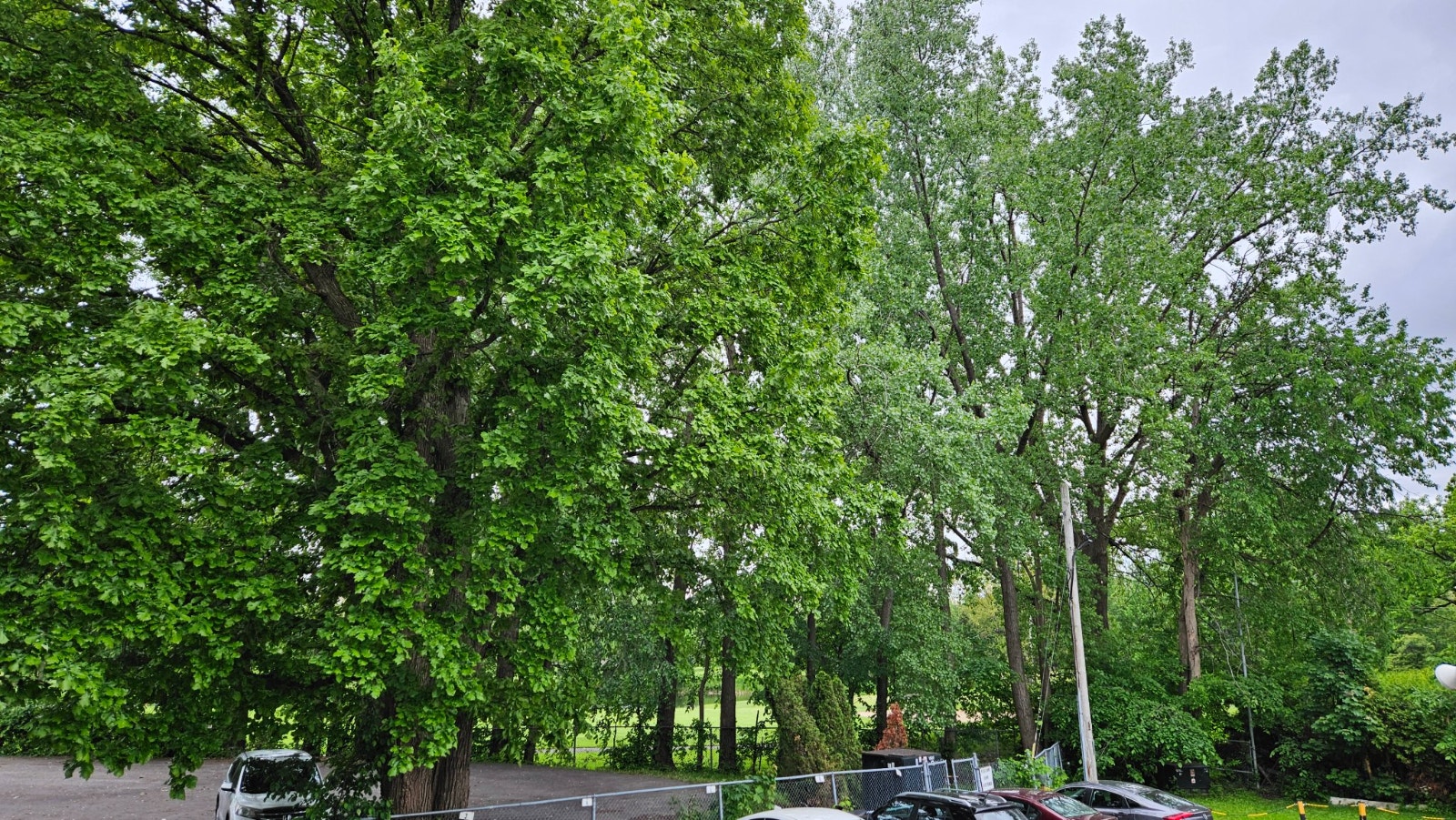 Tranquil, grand et bien situé 3 1/2 Golf de St-Lambert — photo 1