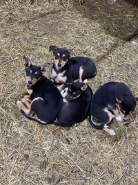 Rat terrier pups for sale!! (pre-oder)