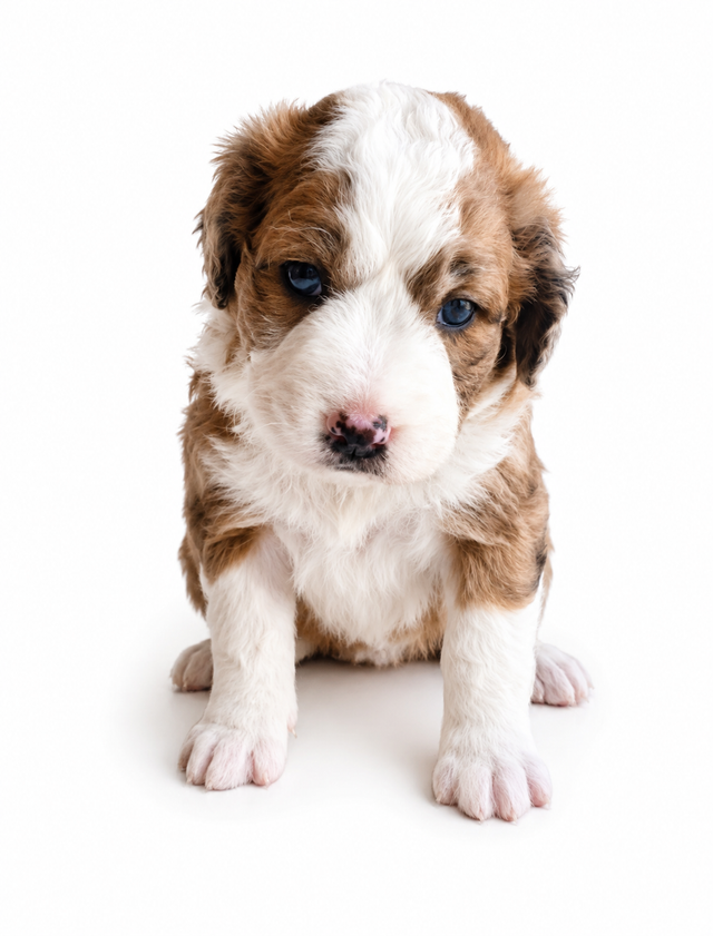 MINIATURE & MICRO Bernedoodles / St Berdoodles in Dogs & Puppies for Rehoming in Vancouver - Image 8
