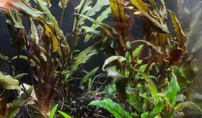 Variety of Aquarium Plants (Pickup in Arbour Lake NW), View more