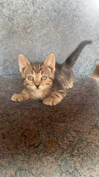 ISO female kitten , View more