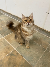 Registered adult Maine Coons 