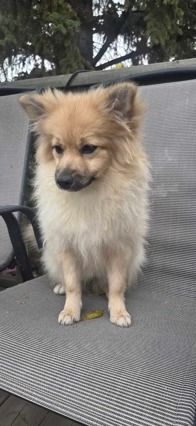 Pomeranian puppy | Dogs & Puppies for Rehoming | Saskatoon | Free local ...