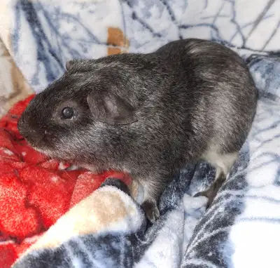 Male Guinea Pig - six months old - Silver and White color, View more