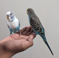 Pair of baby budgies for sale