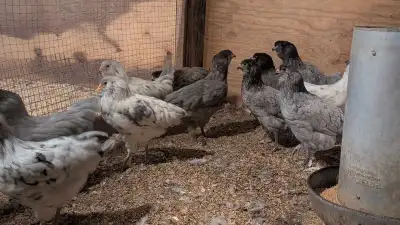 Americana hens, View more