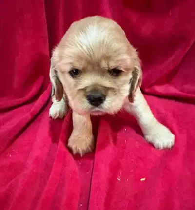 American Cocker Spaniel Puppies 1 Left, View more