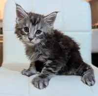 Registered Maine Coon Kittens