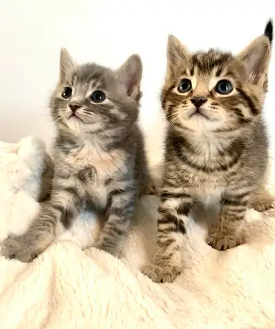 American shorthair x kittens , View more
