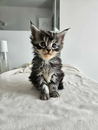 Maine Coon née le 14 Mai 2025, elles seront prêtes à quitter pour le mois d'Août. Nos Maine coon son...