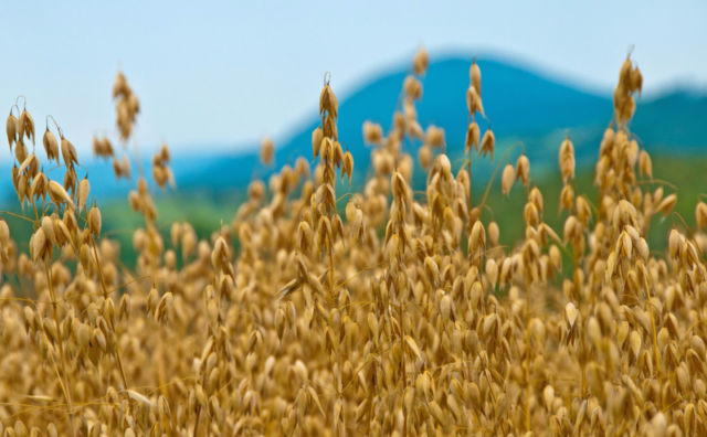 Oats - Bulk Bag and Bulk in Livestock in Edmonton