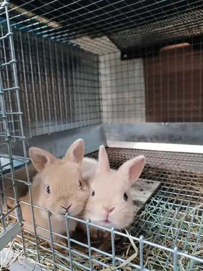 Gorgeous, purebred, great quality, netherland dwarf bunnies that will be weaned and ready for their...