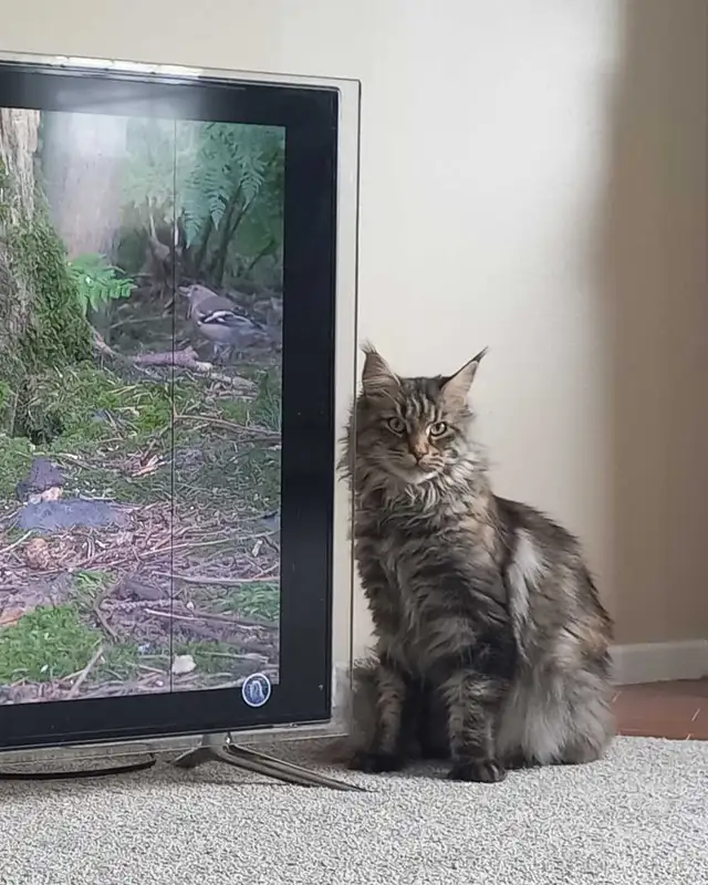 Purebred Maine Coon for Rehoming