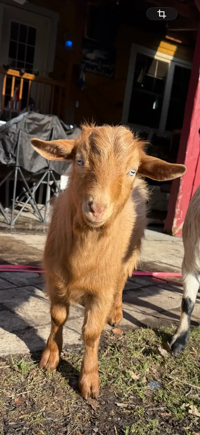 Bébé mâle chèvre miniature à vendre in Livestock in Longueuil / South Shore - Image 7
