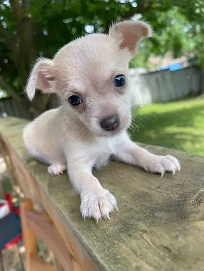 Adorable Puppies 4 Females Left, View more