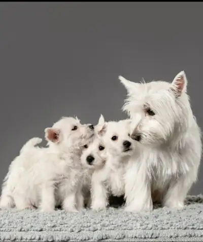 WESTIE PUPS, View more