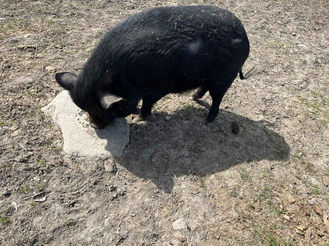 Fixed male mixed breed miniature pigs in Livestock in Ottawa - Image 2