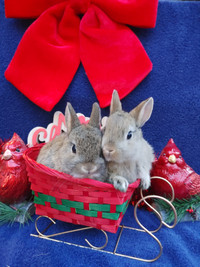 Extraordinary Netherland dwarf and lionhead baby bunny rabbits