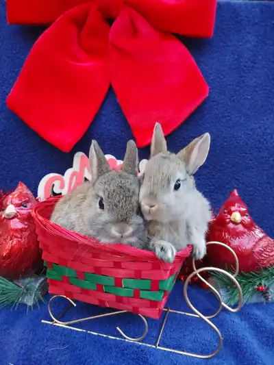 Extraordinary Netherland dwarf and lionhead baby bunny rabbits, View more