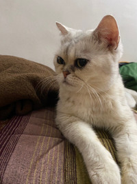 Chatte british shorthair à donner