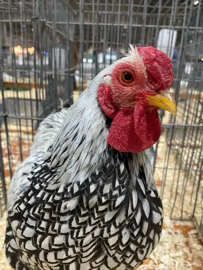 Silver laced Wyandotte bantam chicks , View more