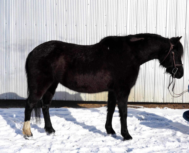 Bred mare in Horses & Ponies for Rehoming in Edmonton - Image 3