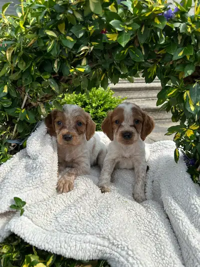 CKC Registered Brittany Spaniel Puppies, View more
