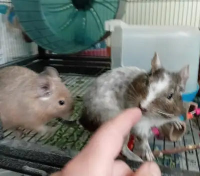 Cute and Curious Degus, View more