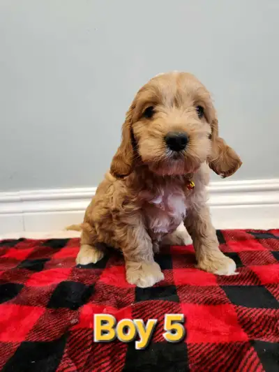 Mini Cockapoo puppies ‼, View more