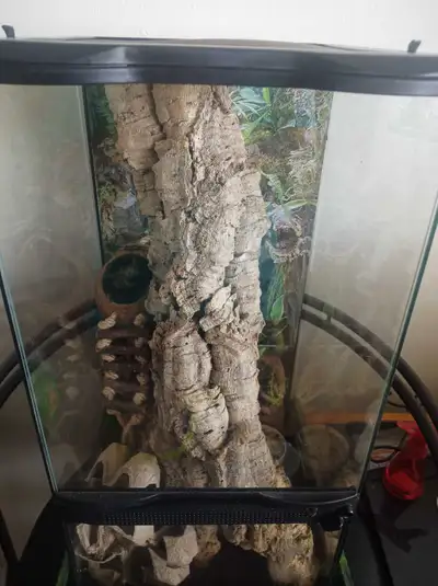 Madagascar velvet gecko , View more