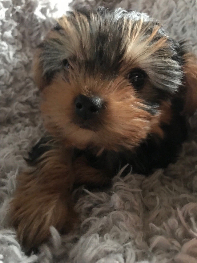 Yorkie Puppy in Dogs & Puppies for Rehoming in Trenton