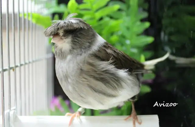 CANARIS GLOSTER M/F DISPONIBLES a partir de 100$ in Birds for Rehoming in Longueuil / South Shore - Image 3