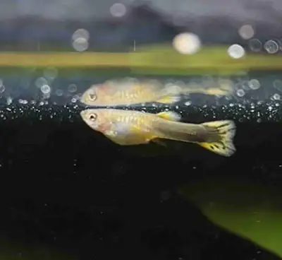 Grey/Green Female Guppy/Endler, View more