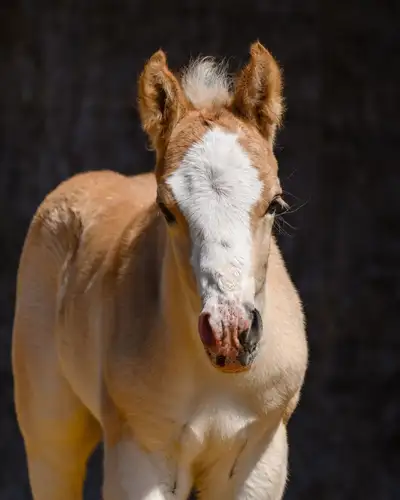 2026 Registered Haflinger Foals - Payment Plan , View more