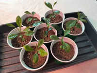Calamondin/Calamansi Orange Seedlings