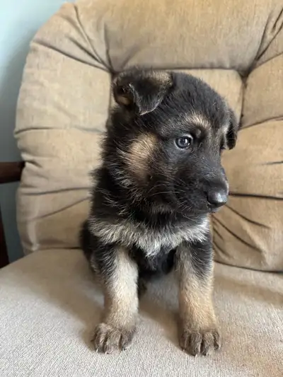 German Shepherd Puppies, View more