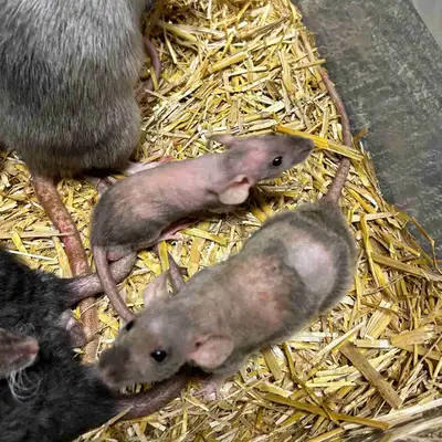Dwarf rats, View more