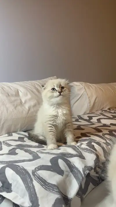 Scottish Doll Kitten (Scottish Fold x Ragdoll), View more