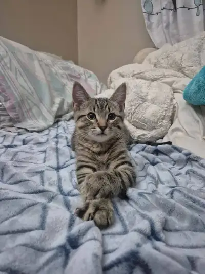 kittens for rehoming!, View more