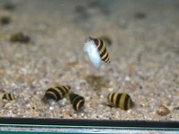Assasin Snails Oakville / Halton Region Toronto (GTA) Preview