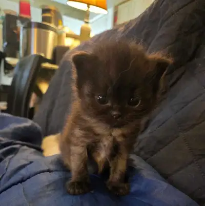 Beautiful Purebred Kittens, View more