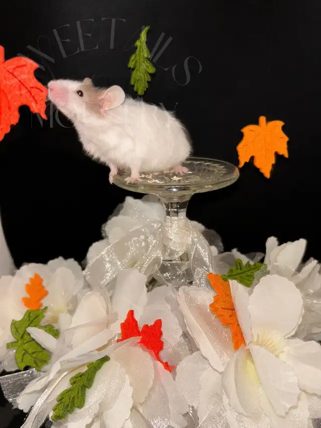 fancy mice in Small Animals for Rehoming in Ottawa - Image 5