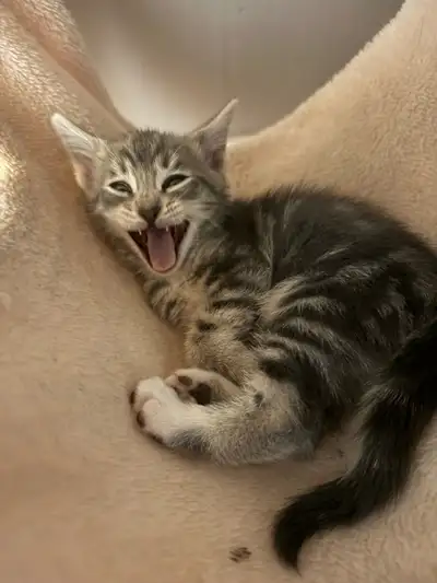 Adorable kitten, View more