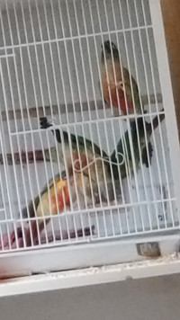 conures for sale