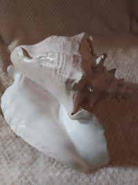 Good Condition! Beautiful & Large Sea Conch Seashell