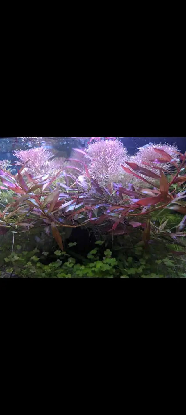 Ludwigia repens red in Fish for Rehoming in City of Toronto - Image 2
